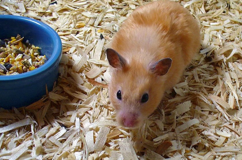 Хомяк Хомяк