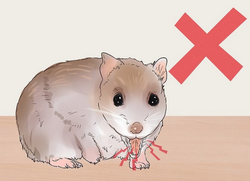 Вред от картофеля Вред от картофеля