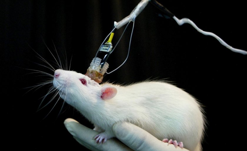 Исследование крысы