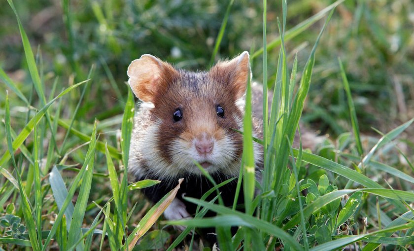 Хомяк в природе