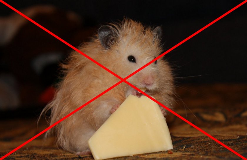 Сыр в питании хомяка
