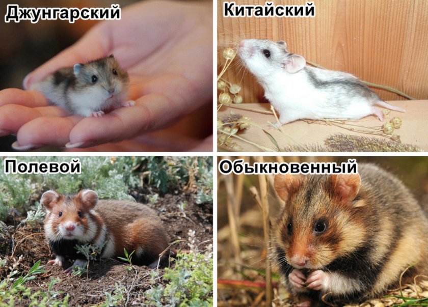 Виды хомяков