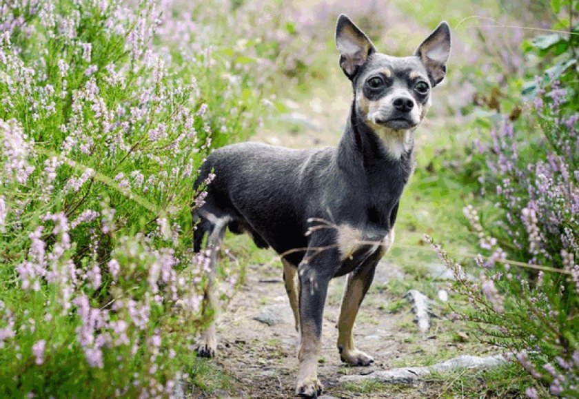 Цвергпинчер Цвергпинчер