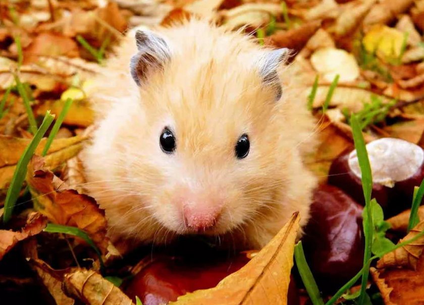 Хомяк на улице