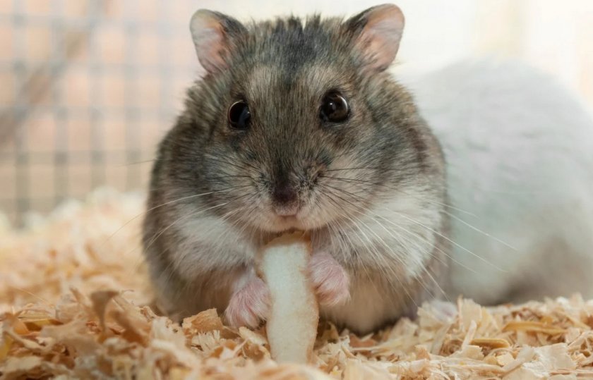 Джунгарский хомяк Джунгарский хомяк