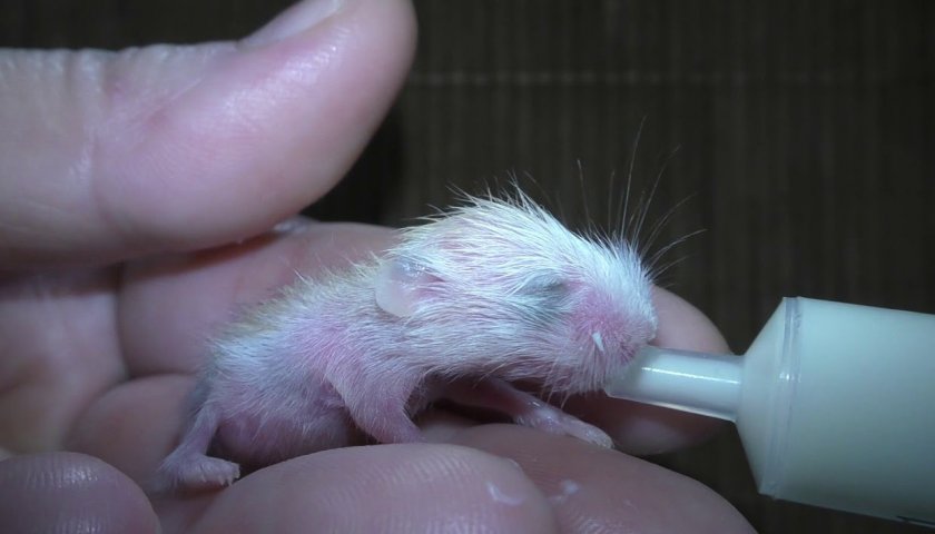 Кормление детёныша хомяка Кормление детёныша хомяка
