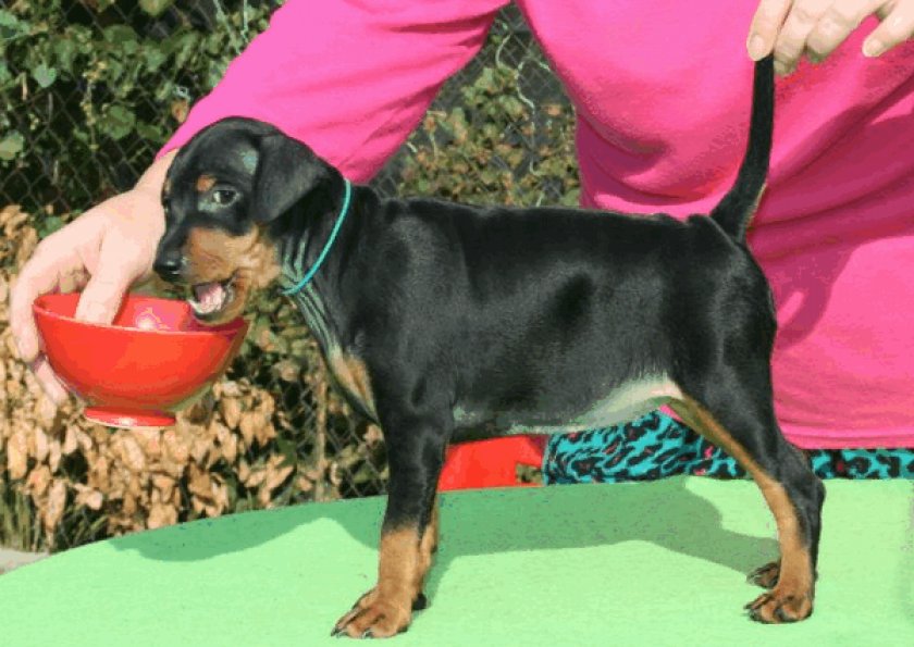 Цвергпинчер 12