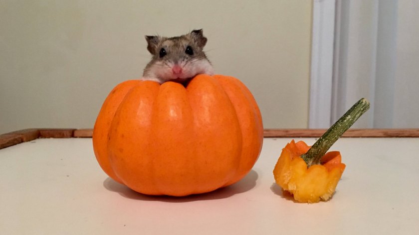 Тыква в рационе хомяка Тыква в рационе хомяка