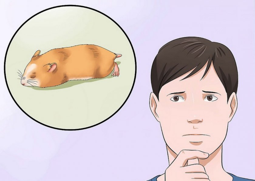 Больной хомяк Больной хомяк