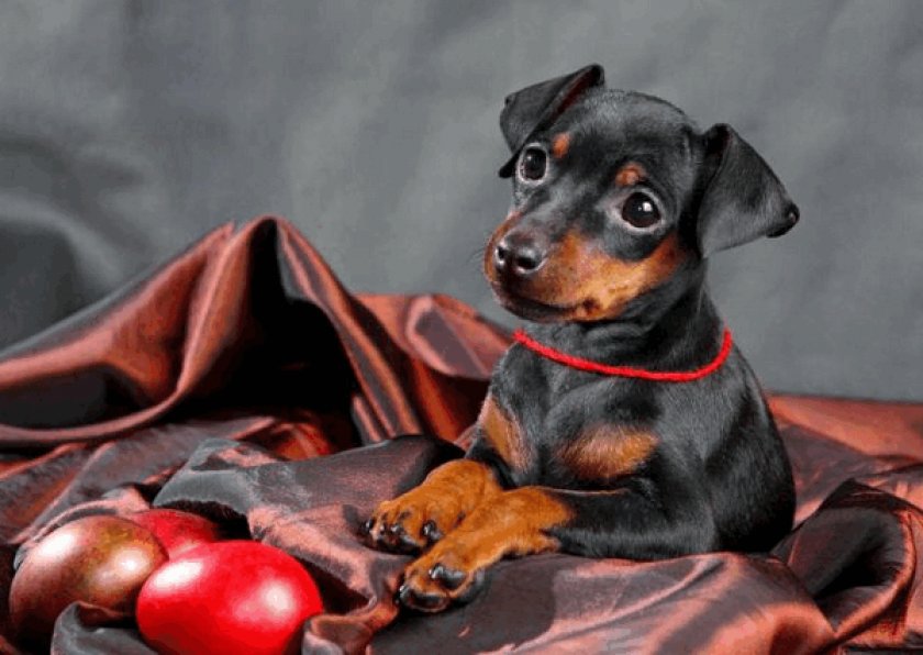 Цвергпинчер 15 Цвергпинчер 15