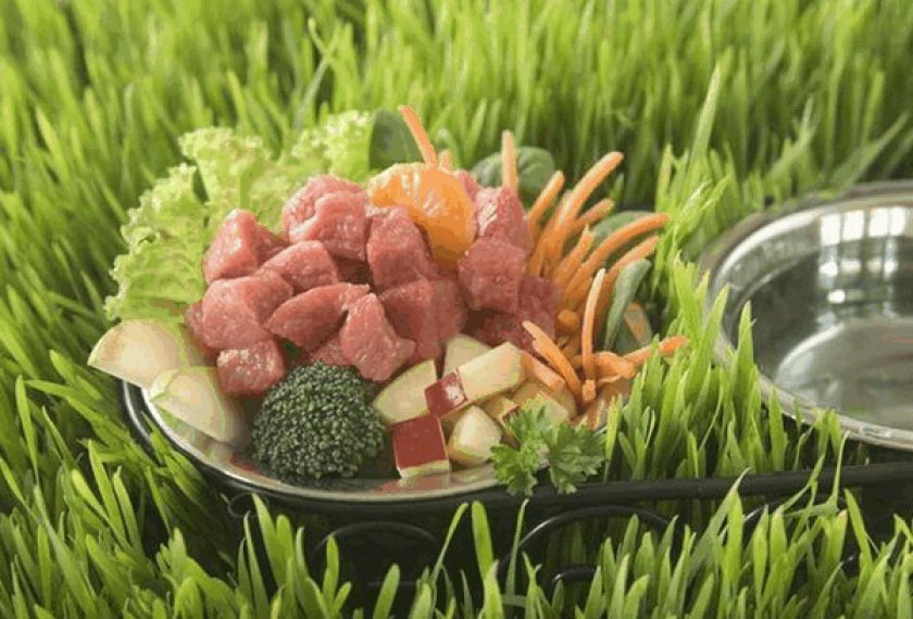 Цвергпинчер питание16 Цвергпинчер питание16