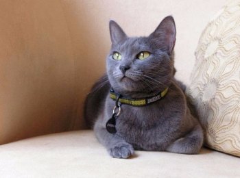 Описание породы русской голубой кошки