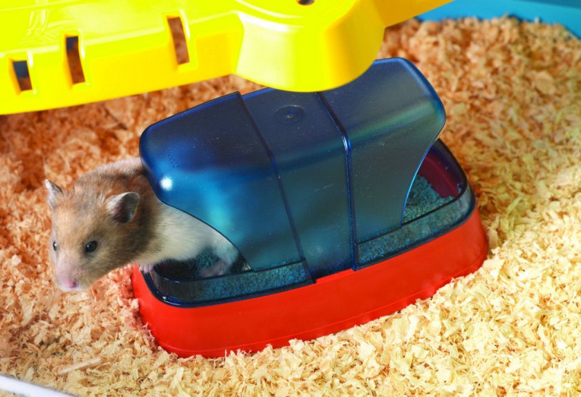 Хомяк в песке