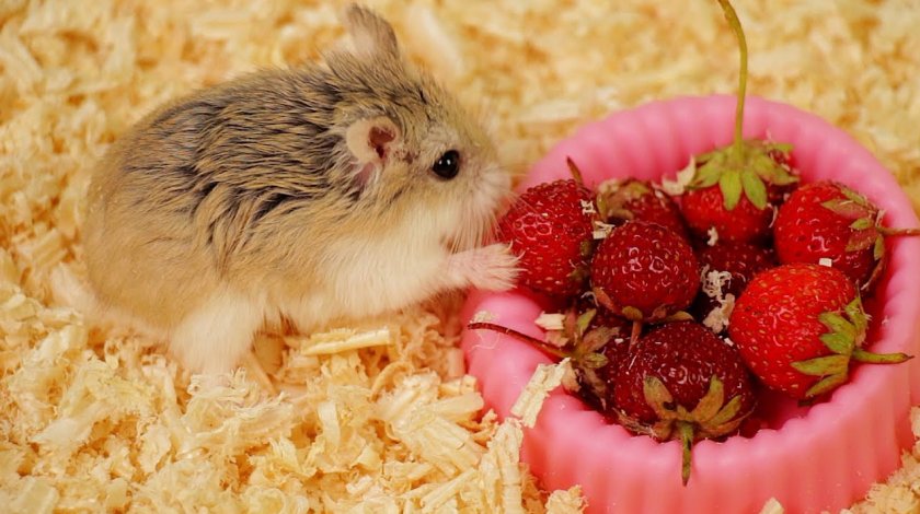 Джунгарский хомяк Джунгарский хомяк