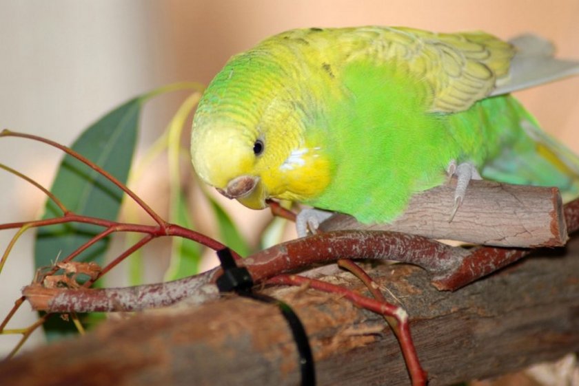 Волнистый попугай Волнистый попугай
