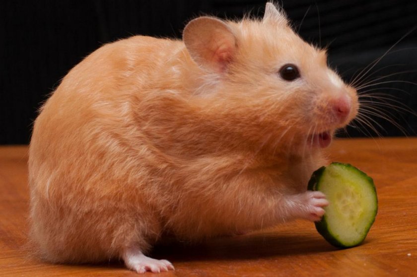 Хомячок ест огурец Хомячок ест огурец