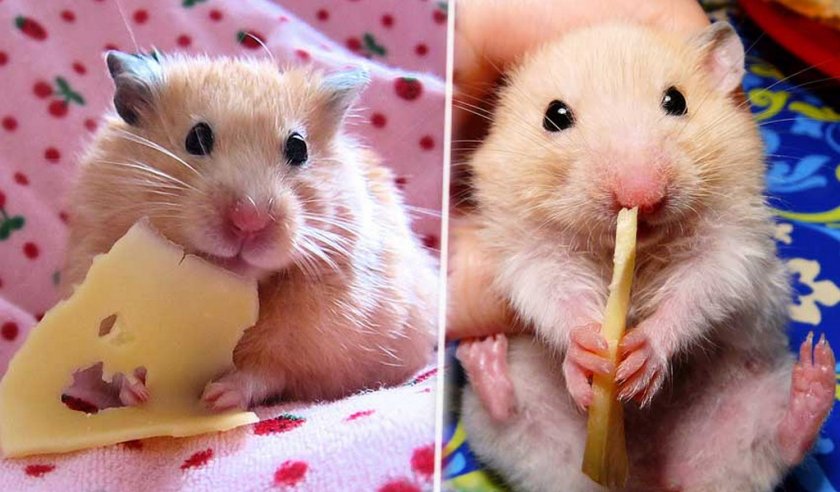 Питание хомяка