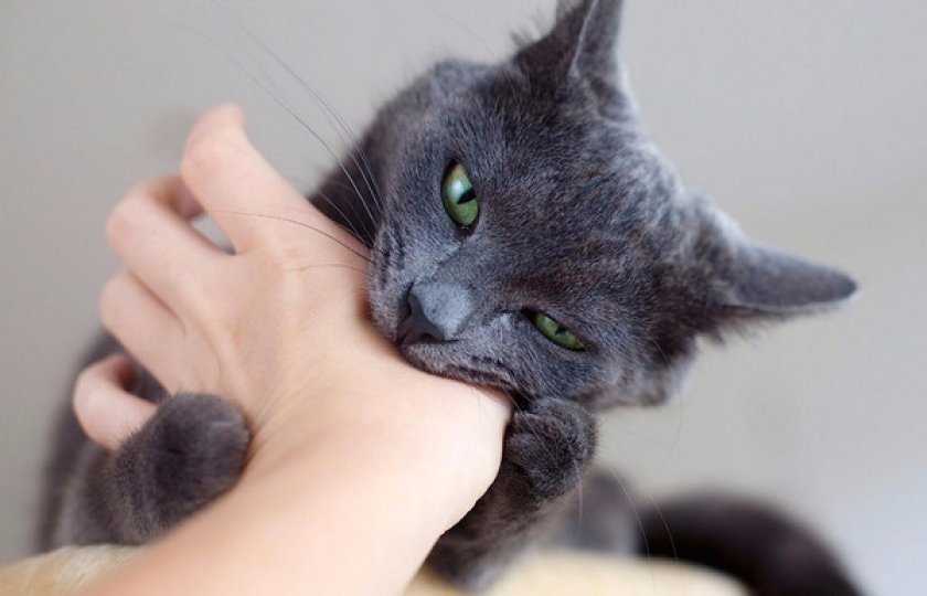 Русская голубая кошка Русская голубая кошка