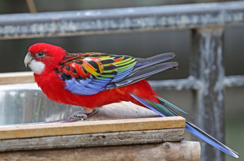 Попугай розелла