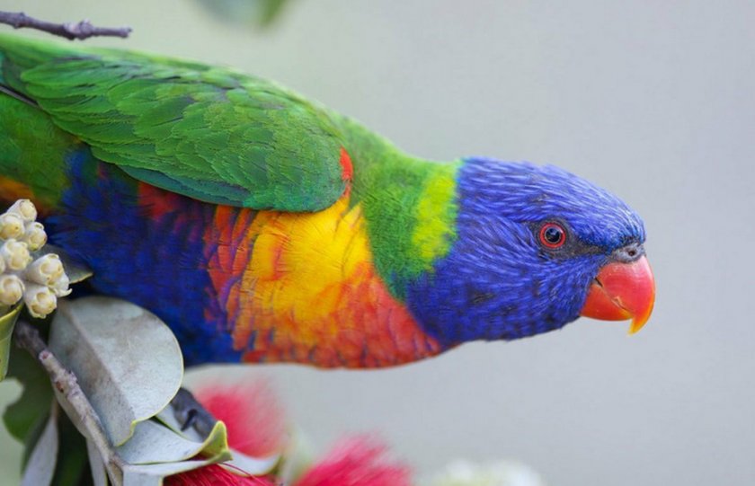 Попугай Лори