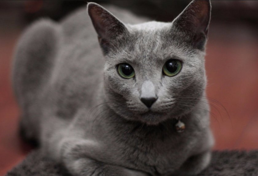 Русская голубая кошка Русская голубая кошка