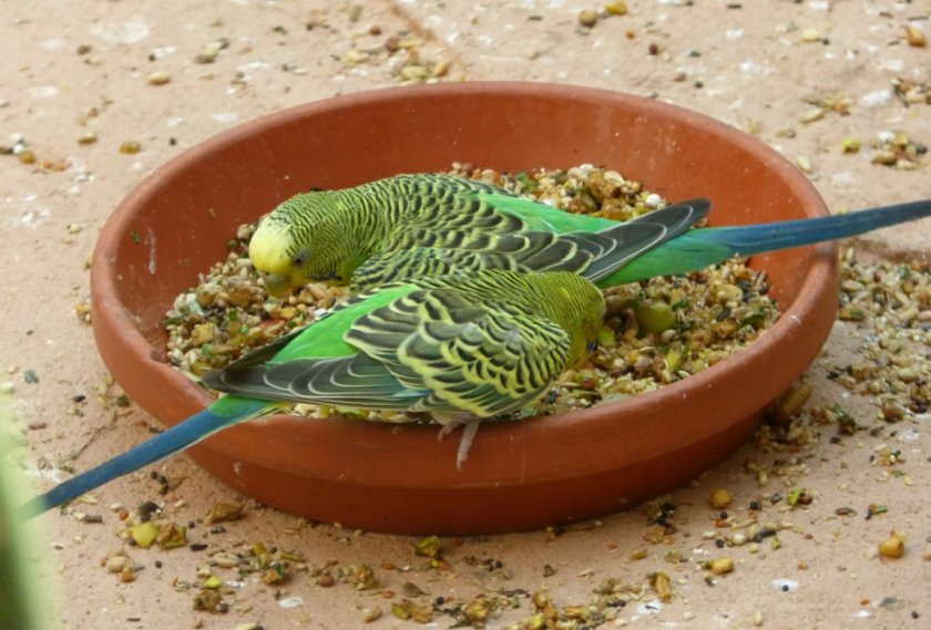 Волнистые попугаи едят