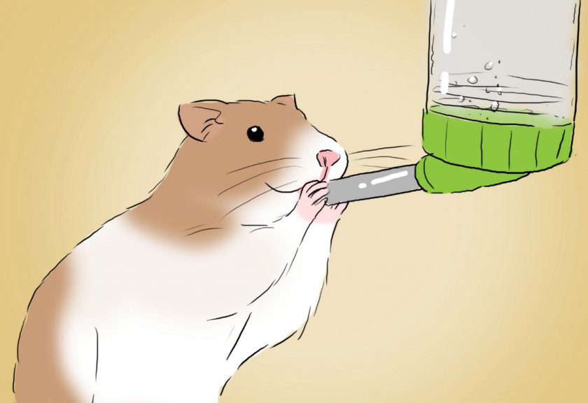 Хомяк пьет воду