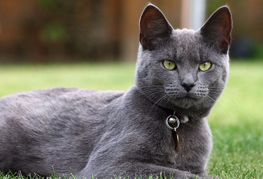 Русская голубая кошка Русская голубая кошка
