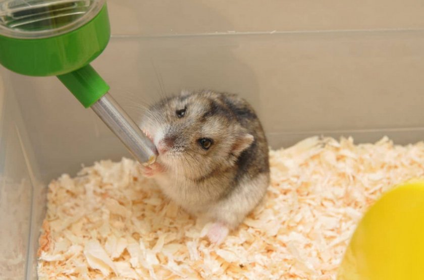 Хомяк пьет воду