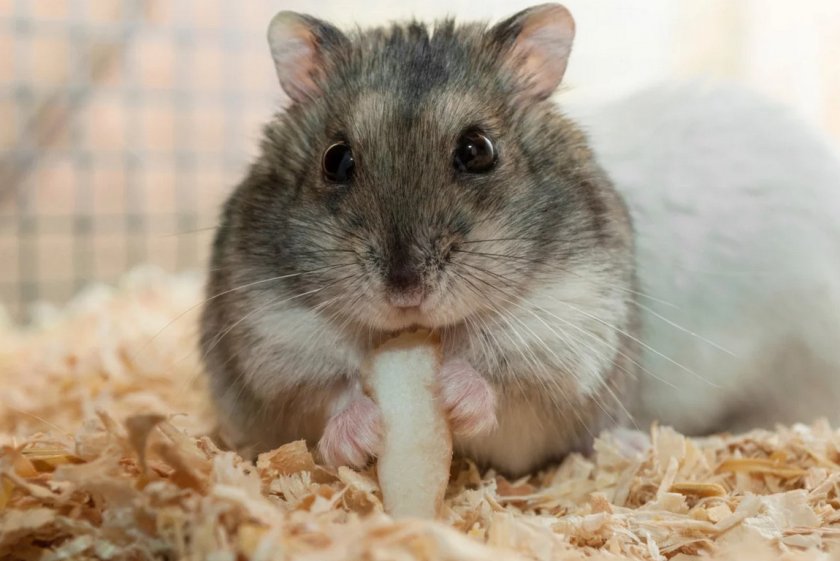 Джунгарский хомяк