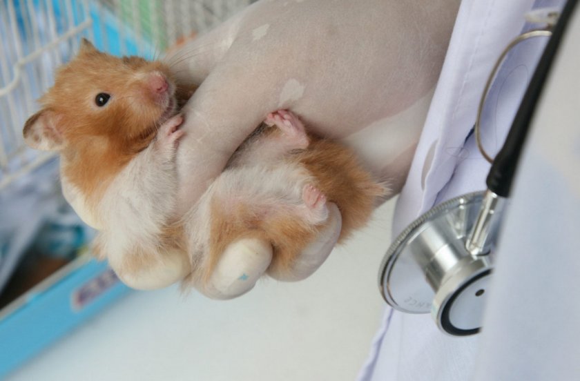 Больной хомяк у ветеринара