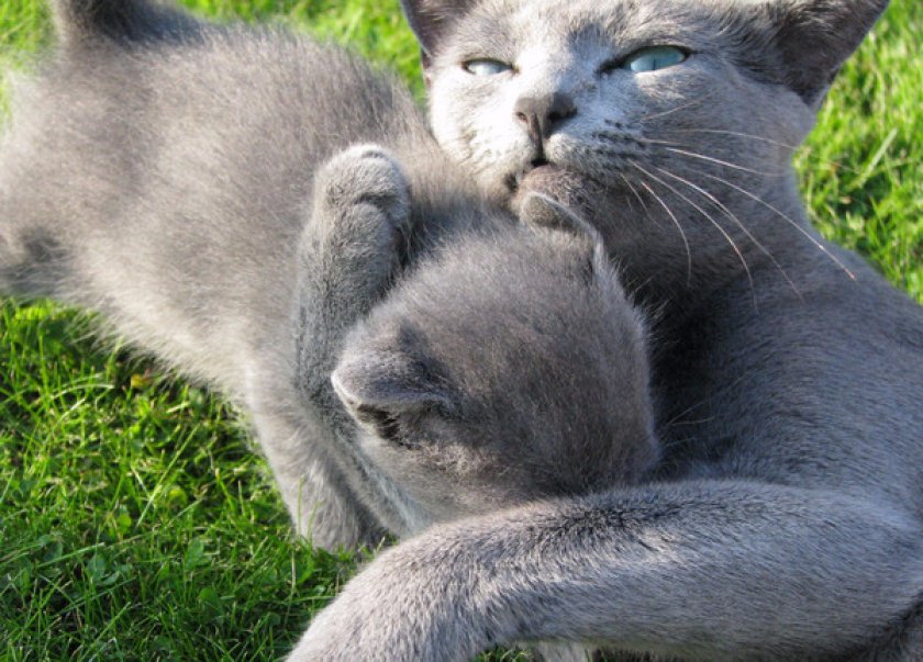 Русская голубая кошка с котенком Русская голубая кошка с котенком