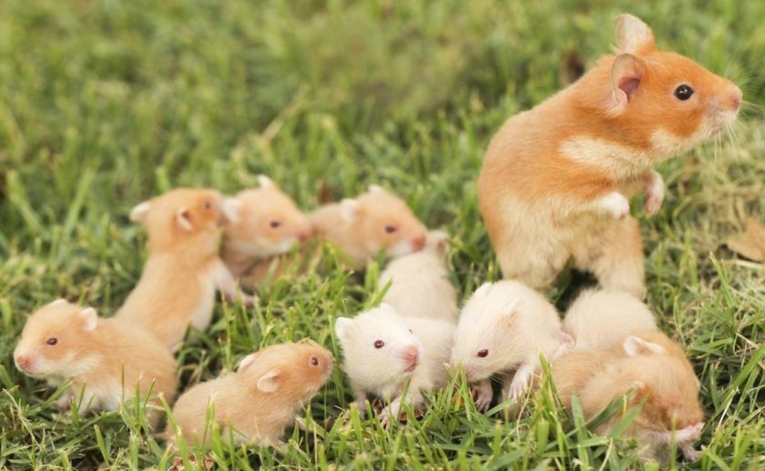 Самка хомяка с детёнышами