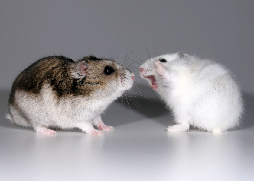 Хомяки дерутся