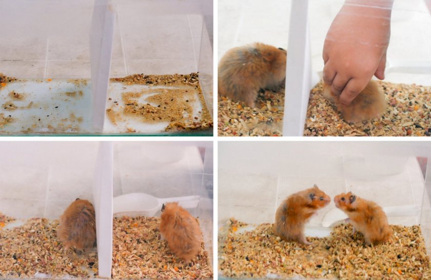 Хомяки за перегородкой