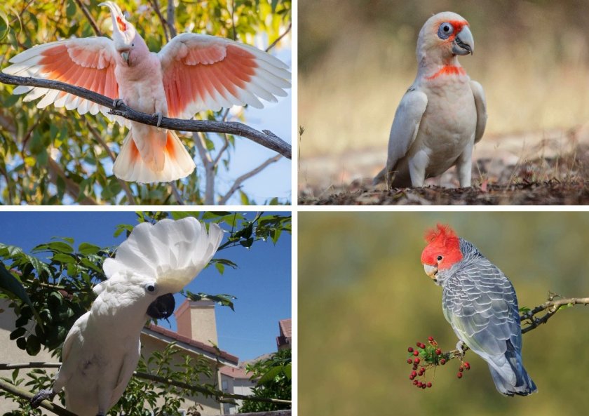 Попугаи какаду Попугаи какаду