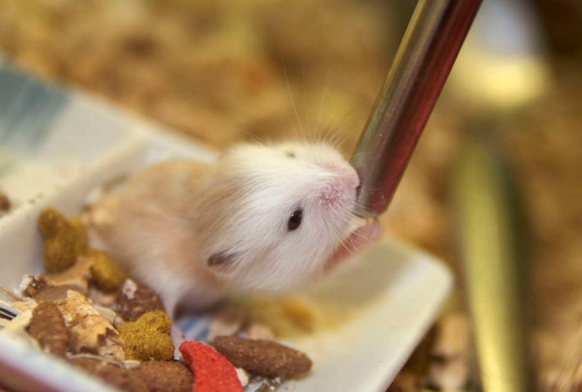 Хомяк пьет воду Хомяк пьет воду