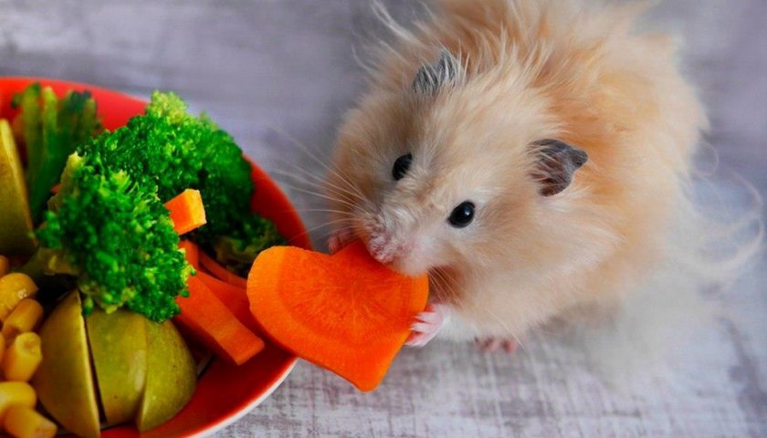 Овощи для хомяка