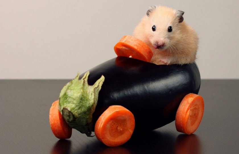 Овощи для хомяка