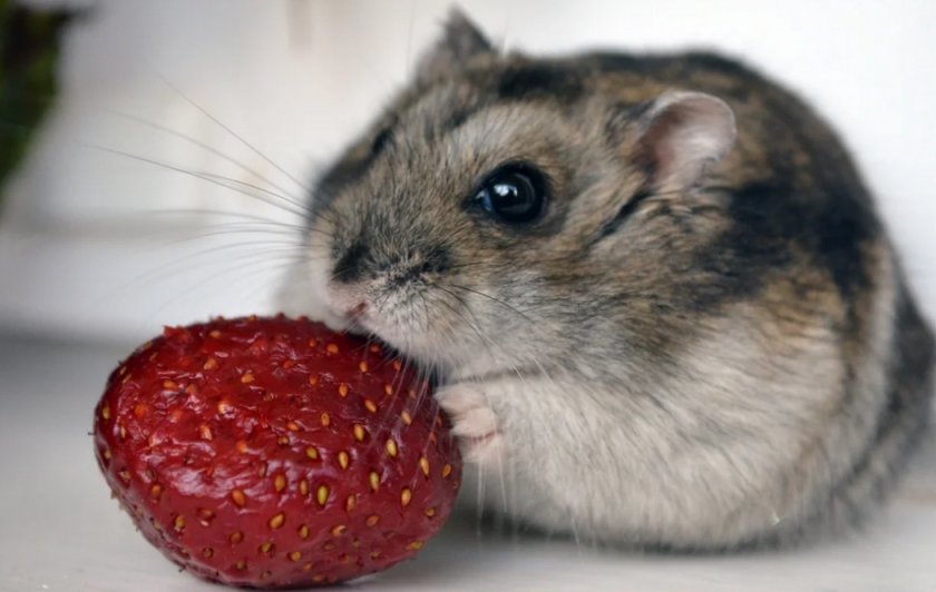 Клубника для хомяка