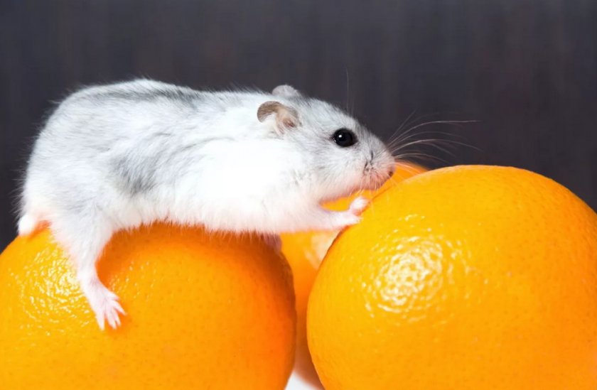 Фрукты для хомяка