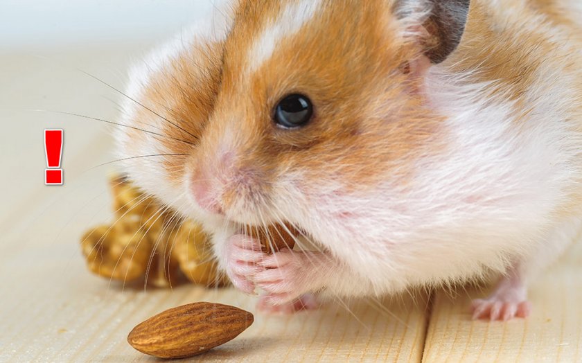 Запрещённый продукт для хомяка