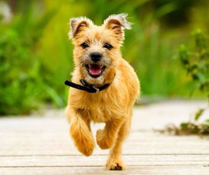 Керн терьер