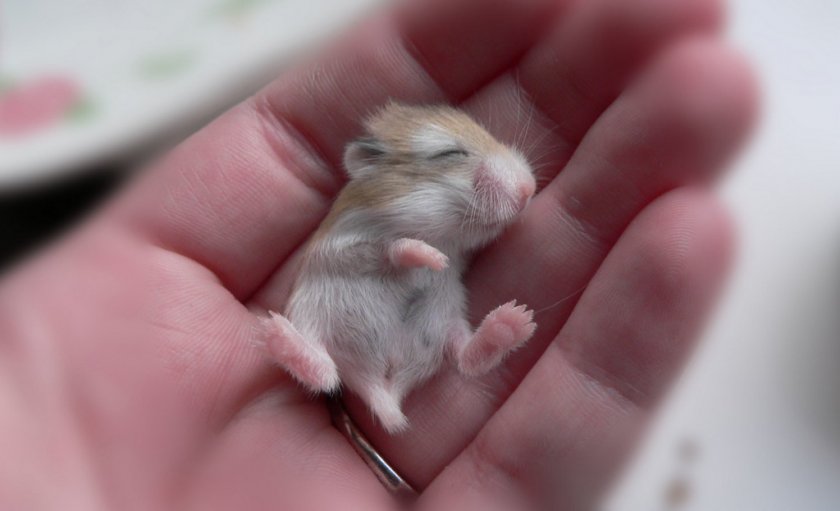 Детёныш джунгарика Детёныш джунгарика