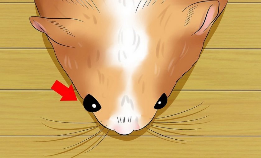 Выпячивание глазного яблоко хомяка из орбиты