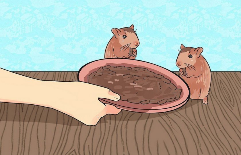 Питание хомячков