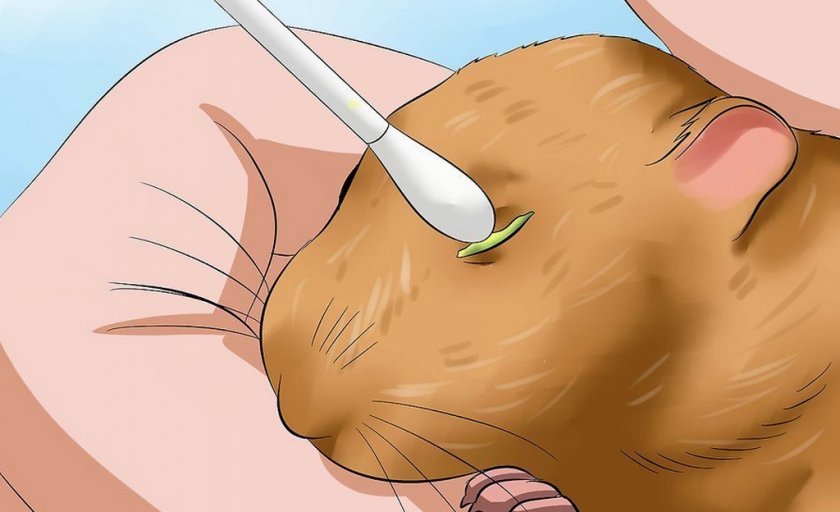 Очистка глаза хомяка