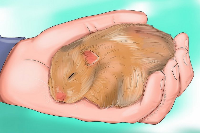 Беременная самка Беременная самка