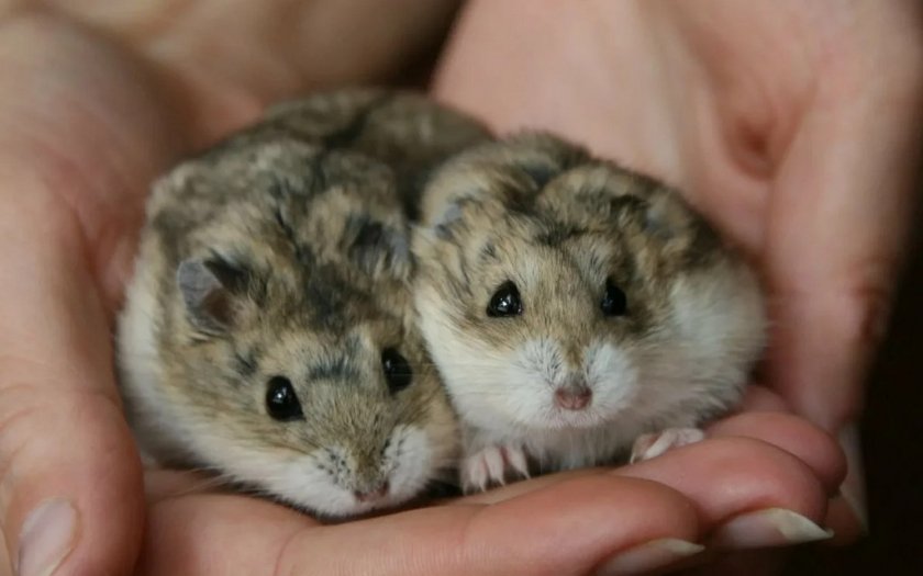 Рост хомячков