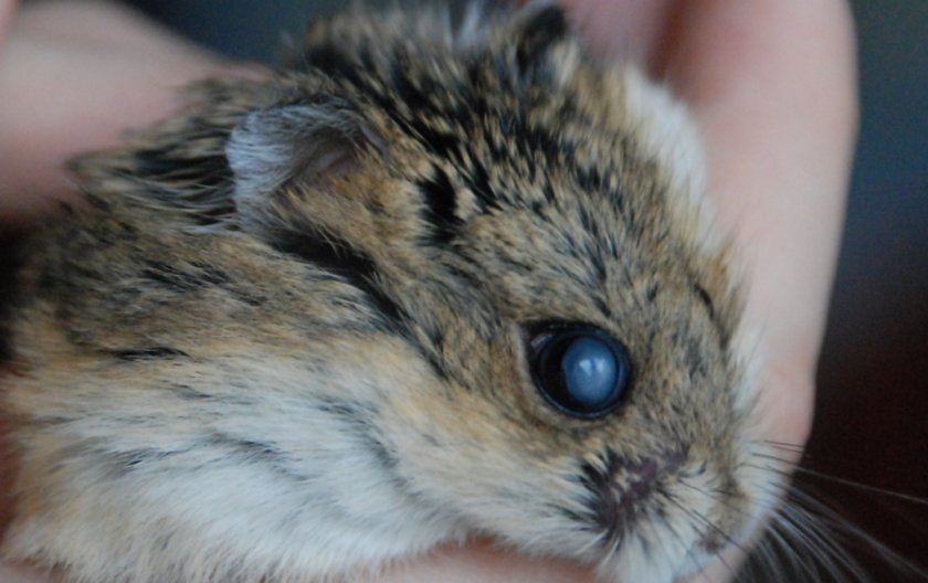 Катаракта глаза хомяка